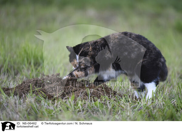 Schildpatt Katze / tortoiseshell cat / NS-06482