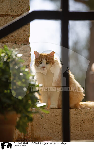 Katze in Spanien / Cat in Spain / JM-06964