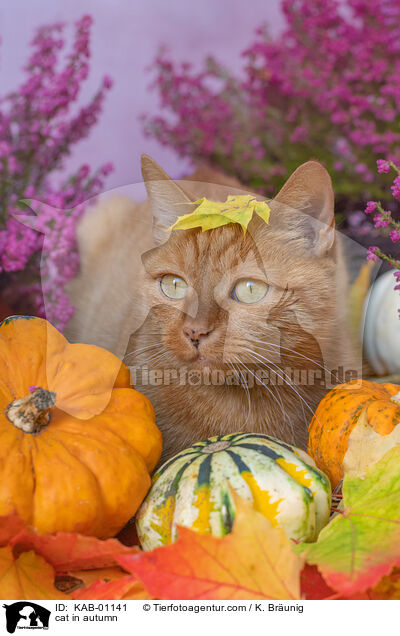 cat in autumn / KAB-01141