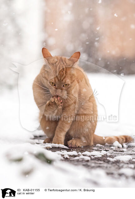 cat in winter / KAB-01155