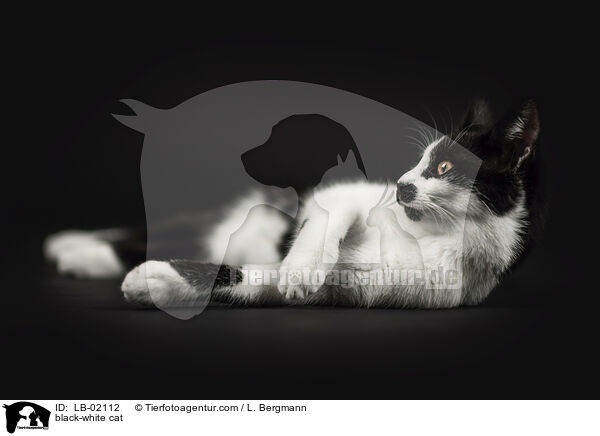 schwarz-weie Katze / black-white cat / LB-02112