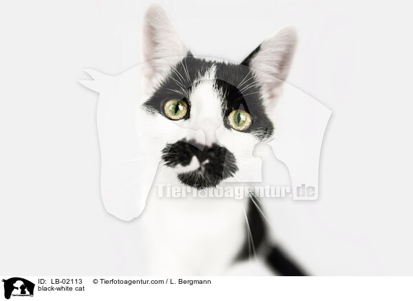 schwarz-weie Katze / black-white cat / LB-02113