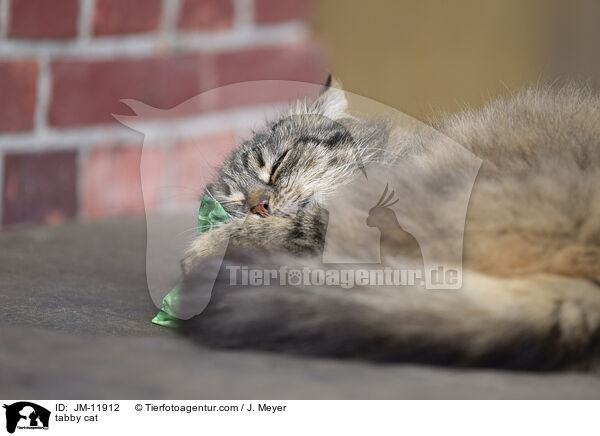 tabby cat / JM-11912