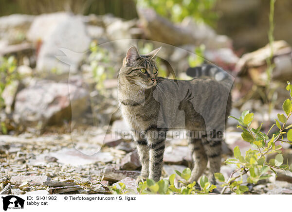 tabby cat / SI-01982