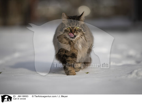 Cat in snow / JM-18893
