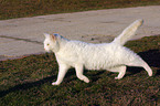 white tomcat