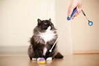 clicker training cat