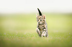 running Domestic Kitten