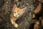 Domestic Kitten on a tree