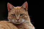 tomcat portrait