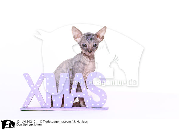 Don Sphynx kitten / JH-20215