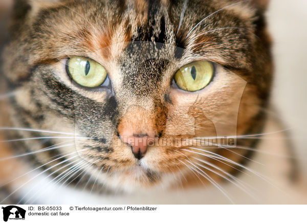 domestic cat face / BS-05033