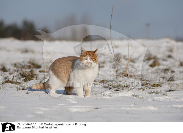 European Shorthair in winter / KJ-04355