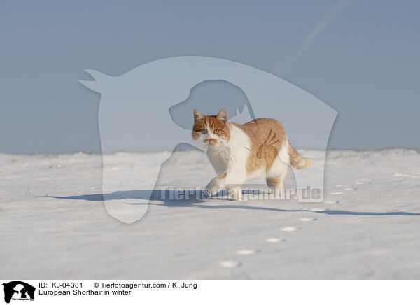 European Shorthair in winter / KJ-04381
