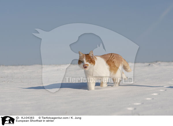 Europisch Kurzhaar im Winter / European Shorthair in winter / KJ-04383