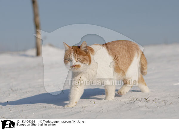 European Shorthair in winter / KJ-04393