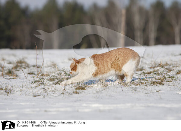 European Shorthair in winter / KJ-04408