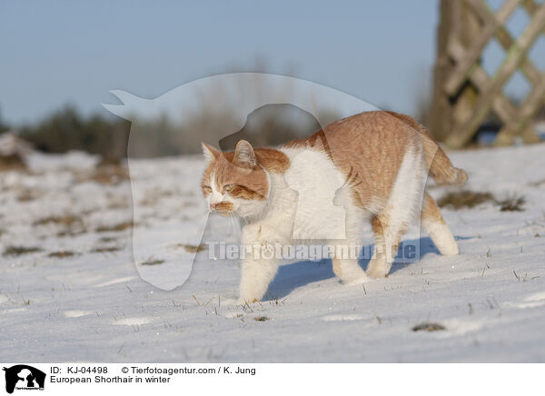 Europisch Kurzhaar im Winter / European Shorthair in winter / KJ-04498