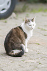 sitting European Shorthair Cat