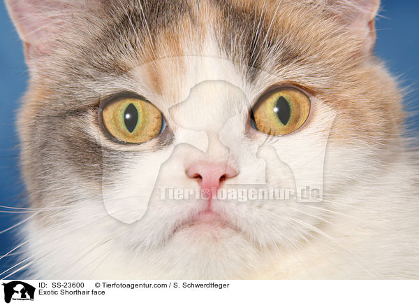 Exotic Shorthair face / SS-23600