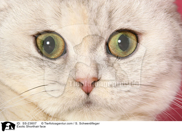 Exotic Shorthair face / SS-23607