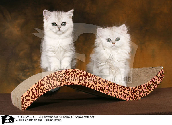 Exotic Shorthair and Persian kitten / SS-26975