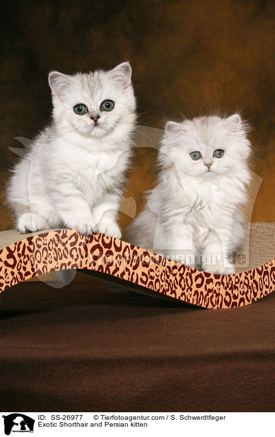 Exotic Shorthair and Persian kitten / SS-26977