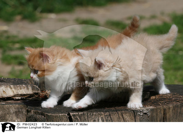 German Longhair Kitten / PM-02423