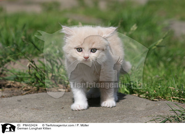 German Longhair Kitten / PM-02424