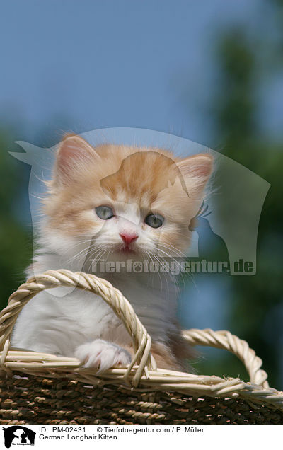German Longhair Kitten / PM-02431