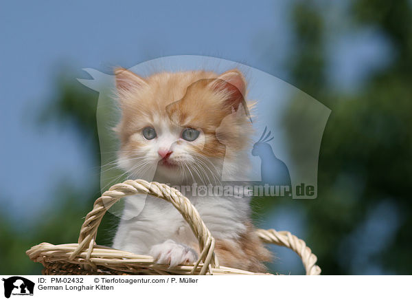 German Longhair Kitten / PM-02432