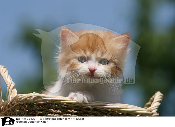 German Longhair Kitten / PM-02433