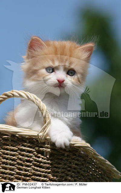 German Longhair Kitten / PM-02437