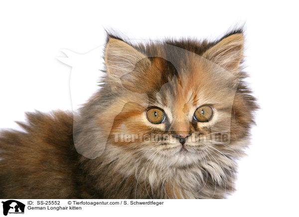 German Longhair kitten / SS-25552