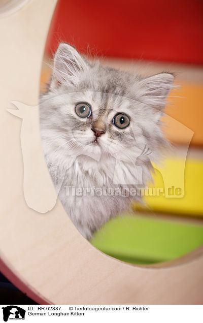 German Longhair Kitten / RR-62887