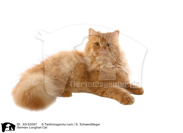 German Longhair Cat / SS-52097