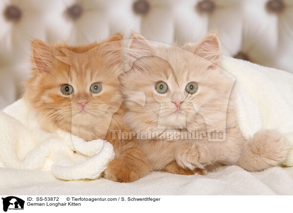 German Longhair Kitten / SS-53872