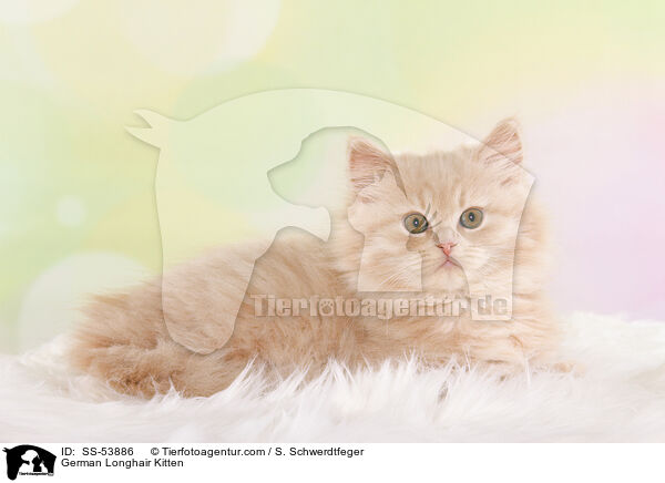German Longhair Kitten / SS-53886