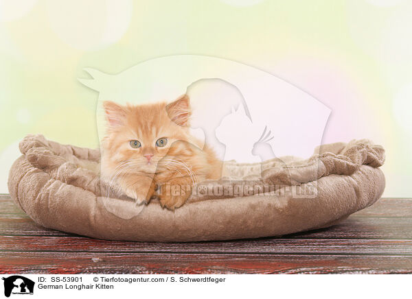 German Longhair Kitten / SS-53901