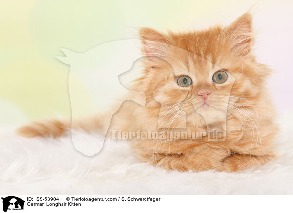 German Longhair Kitten / SS-53904