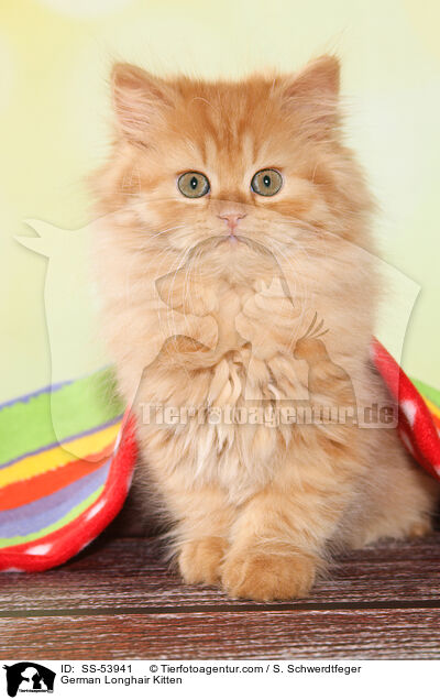 German Longhair Kitten / SS-53941