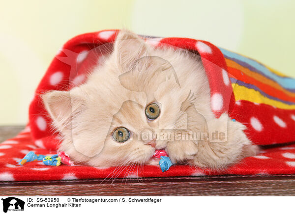 German Longhair Kitten / SS-53950