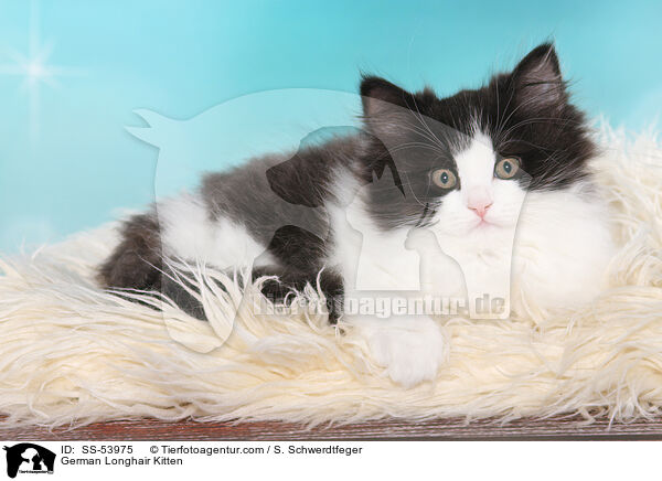 German Longhair Kitten / SS-53975