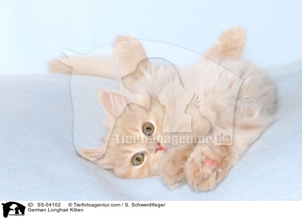 German Longhair Kitten / SS-54102
