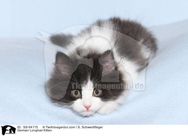 German Longhair Kitten / SS-54115