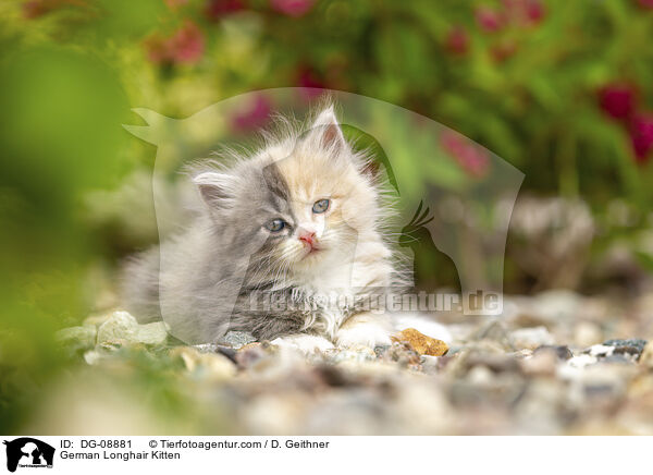 German Longhair Kitten / DG-08881