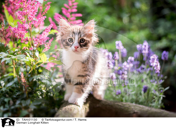 German Longhair Kitten / TAH-01130