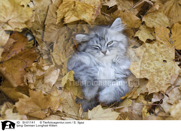 lying German Longhair Kitten / SI-01141