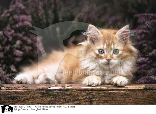 lying German Longhair Kitten / DS-01159