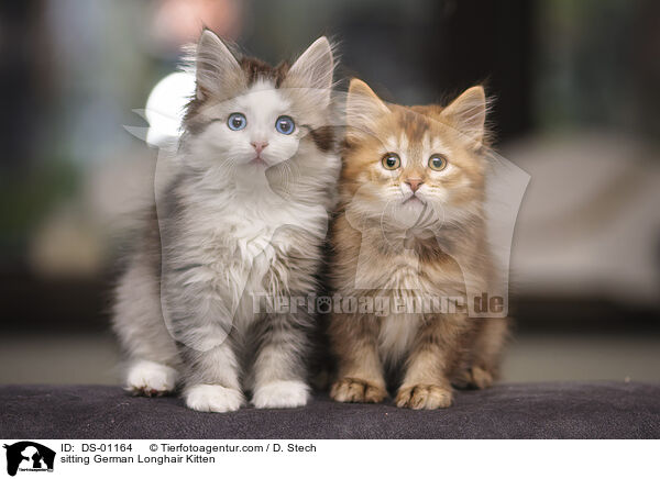 sitting German Longhair Kitten / DS-01164
